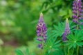 Beautiful colorful blooming lupine flower Royalty Free Stock Photo