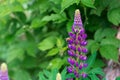 Beautiful colorful blooming lupine flower on a blure green background Royalty Free Stock Photo