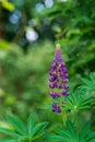 Beautiful colorful blooming lupine flower, with the sitting bee on it, Royalty Free Stock Photo