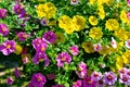 Beautiful colorful blooming petunia background full screen Royalty Free Stock Photo