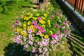 Beautiful colorful blooming petunia background round shape Royalty Free Stock Photo