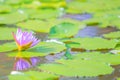 Beautiful colorful blooming pink water lily or lotus flower. with copy space. Royalty Free Stock Photo