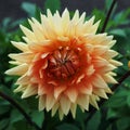 Single Dahlia with yellow blossom `Rosella` variety