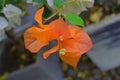 beautiful and colorful bougainvillea flowers