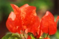 beautiful and colorful bougainvillea flowers are blooming in the garden in springtime, tropical flowering plants Royalty Free Stock Photo