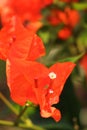 beautiful and colorful bougainvillea flowers are blooming in the garden in springtime, tropical flowering plants Royalty Free Stock Photo