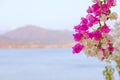 Beautiful and colorful bougainvillea flowers. Branch magenta and white bougainvillea flowers on blur background of blue sea,