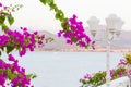 Beautiful and colorful bougainvillea flowers. Branch magenta and white bougainvillea flowers on blur background of blue sea,