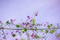 Beautiful colorful bright purple bindweed on metal rabitz fence