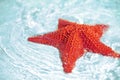 Beautiful colorful bright red starfish Royalty Free Stock Photo