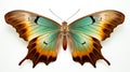 Beautiful colorful bright tropical butterflies with wings spread in flight isolated on white background, close-up macro