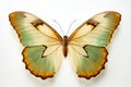 Beautiful colorful bright tropical butterflies with wings spread in flight isolated on white background, close-up macro