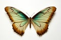 Beautiful colorful bright tropical butterflies with wings spread in flight isolated on white background, close-up macro