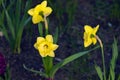 Beautiful and colorful bright yellow colored narcissus flowers on dark-green grass as a background. Royalty Free Stock Photo