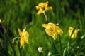 Beautiful and colorful bright yellow colored narcissus flowers on dark-green grass as a background. Royalty Free Stock Photo