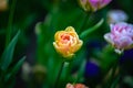 Beautiful and colorful bright yellow-pink colored tulip on dark-green background. Royalty Free Stock Photo