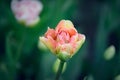 Beautiful and colorful bright yellow-pink colored tulip on dark-green background. Royalty Free Stock Photo