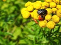 Beautiful colorful bugs on yellow flower, Lithuania Royalty Free Stock Photo