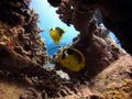 Beautiful colorful butterfly fish underwater of red sea in Egypt Scuba diving holiday Royalty Free Stock Photo