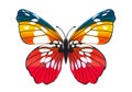 Beautiful colorful butterfly Royalty Free Stock Photo