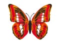 Beautiful colorful butterfly Royalty Free Stock Photo