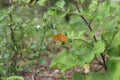 Beautiful colorful butterfly Silver-washed Fritillary on blooming thistle in meadow.Summer day, blurred background Royalty Free Stock Photo