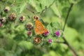 Beautiful colorful butterfly Silver-washed Fritillary on blooming thistle in meadow.Summer day, blurred background Royalty Free Stock Photo