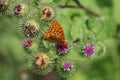 Beautiful colorful butterfly Silver-washed Fritillary on blooming thistle in meadow.Summer day, blurred background Royalty Free Stock Photo