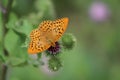 Beautiful colorful butterfly Silver-washed Fritillary on blooming thistle in meadow.Summer day, blurred background Royalty Free Stock Photo