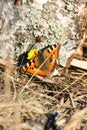 A beautiful colorful butterfly on a spring flower Royalty Free Stock Photo