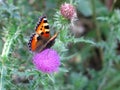 Beautiful colorful butterfly on a thistle Royalty Free Stock Photo