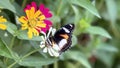 Beautiful colorful butterfly on a zinnia flower , Beautiful bright summer nature meadow background Royalty Free Stock Photo