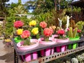 beautiful colorful cactus flowers arranged very neatly Royalty Free Stock Photo