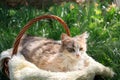 A beautiful colorful cat lying in a basket