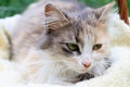 A beautiful colorful cat lying in a basket