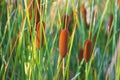 Beautiful and colorful cattail reed close up in summer time