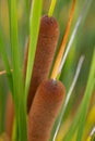 Beautiful and colorful cattail reed close up in summer time