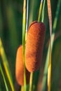 Beautiful and colorful cattail reed close up in summer time