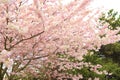 Cherry Blossom is blooming