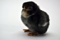 beautiful colorful chicks isolated on a white background Royalty Free Stock Photo