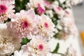 Beautiful colorful chrysanthemum flowers with water drops, closeup Royalty Free Stock Photo