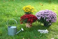 Beautiful colorful chrysanthemum flowers and watering can Royalty Free Stock Photo