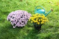 Beautiful colorful chrysanthemum flowers and watering can Royalty Free Stock Photo