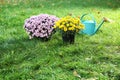 Beautiful colorful chrysanthemum flowers and watering can on grass Royalty Free Stock Photo