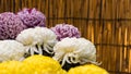 Beautiful colorful chrysanthemums in a closed Japanese garden. Close-up.