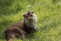 Beautiful colorful close up portrait of Otter Mustelidae Lutrinae on riverbank in late Summer