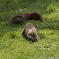 Beautiful colorful close up portrait of Otter Mustelidae Lutrinae on riverbank in late Summer