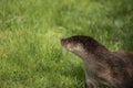 Beautiful colorful close up portrait of Otter Mustelidae Lutrinae on riverbank in late Summer