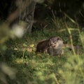 Beautiful colorful close up portrait of Otter Mustelidae Lutrinae on riverbank in late Summer