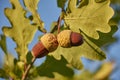 Beautiful colorful closeup of an acorn growing on oak tree with blue sky in the background